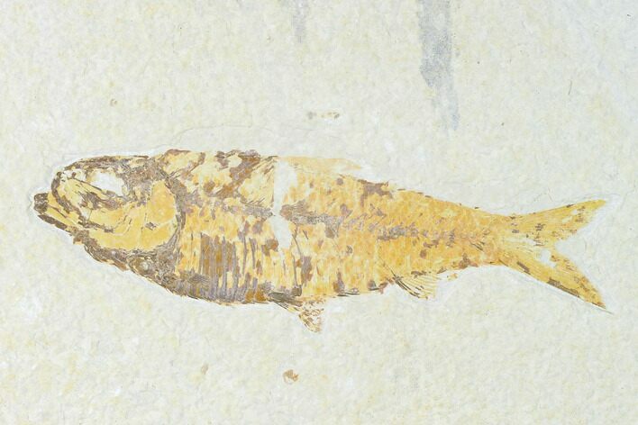 Fossil Fish (Knightia) - Wyoming #150344